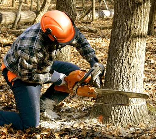Tree Removal in Cherokee, TX